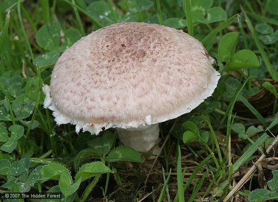 Agaricus campestris